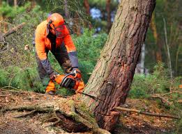 Best Grass Overseeding  in Clarkston Heights Vineland, WA