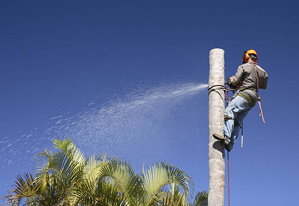 Best Leaf Removal  in Clarkston Heights Vineland, WA